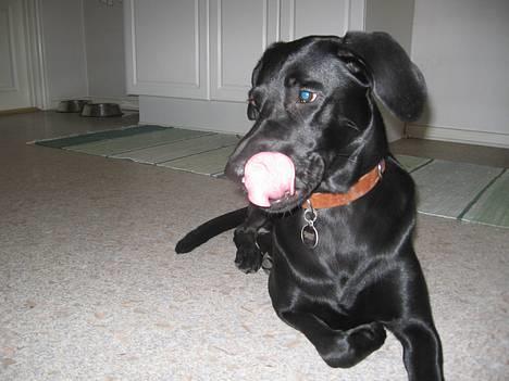 Blanding af racer Andrea (doberdor) Afdød - nuttet og meningsløst - slikke sig om munden på komando... billede 1