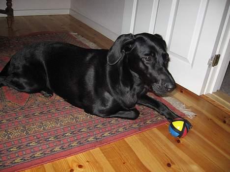 Blanding af racer Andrea (doberdor) Afdød - den stribede bold er på top 500 over yndlingslegetøj billede 2