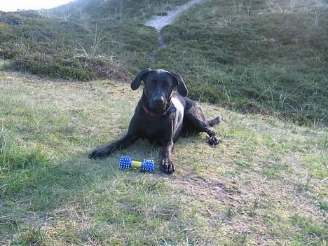 Blanding af racer Andrea (doberdor) Afdød - i klitterne vidunderligt tæt på vesterhavets bølger billede 3