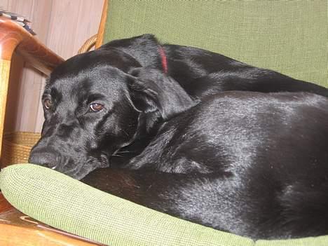 Blanding af racer Andrea (doberdor) Afdød - snupper sig lige en morfar i den gamle stol billede 5