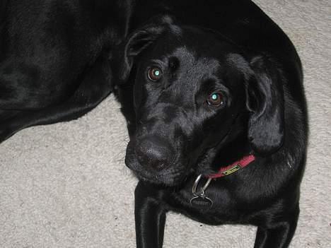 Blanding af racer Andrea (doberdor) Afdød - det yndigste "jeg-forstår- ikke- hvad- du- siger- men- ville-så- gerne- kunne- forstå" blik billede 6