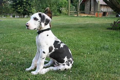 Grand danois Mozart billede 1