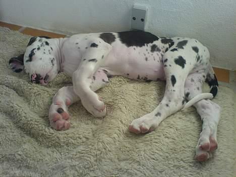 Grand danois Mozart billede 2