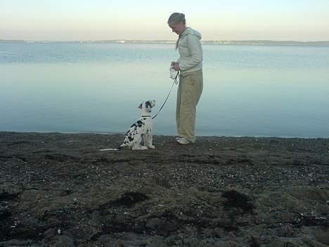 Grand danois Mozart billede 3