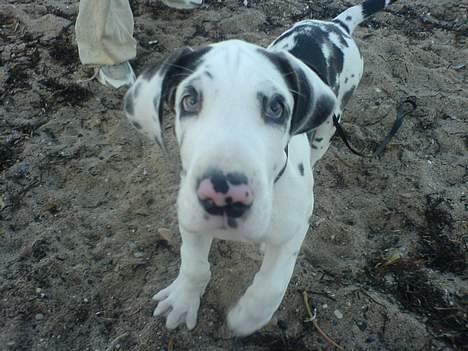 Grand danois Mozart billede 4