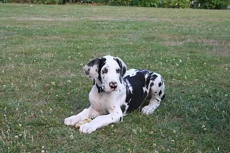 Grand danois Mozart billede 5