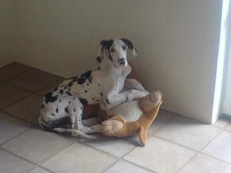 Grand danois Mozart billede 6