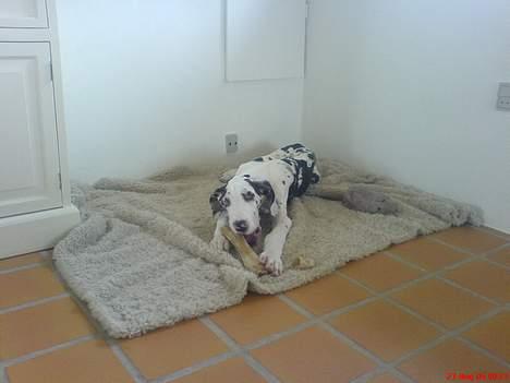 Grand danois Mozart billede 7