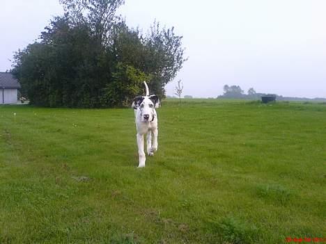 Grand danois Mozart billede 8