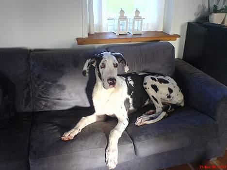 Grand danois Mozart billede 9