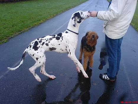 Grand danois Mozart billede 10