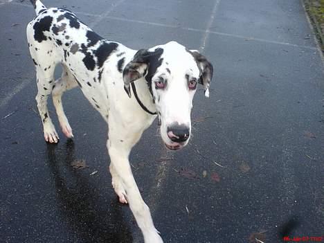 Grand danois Mozart billede 11