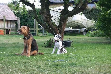 Grand danois Mozart billede 12