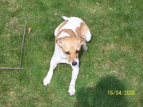 Dansk svensk gaardhund Kvicky billede 2