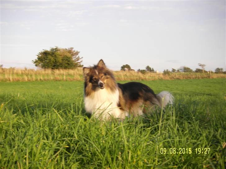 Shetland sheepdog  lucca - 13) på græsmarken billede 13