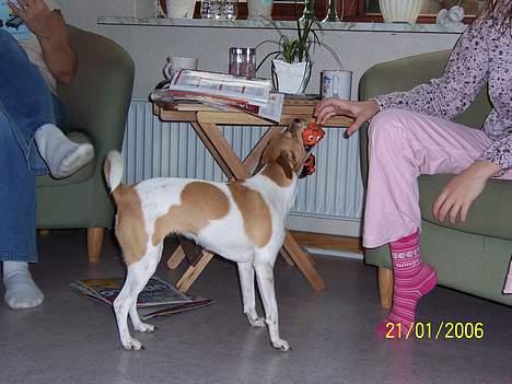 Dansk svensk gaardhund Kvicky billede 6