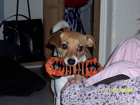 Dansk svensk gaardhund Kvicky billede 8