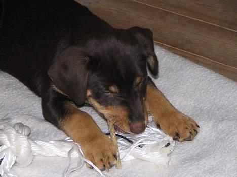 Blanding af racer Bailey - Får lige en gnavepind billede 2