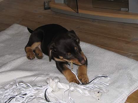 Blanding af racer Bailey billede 3