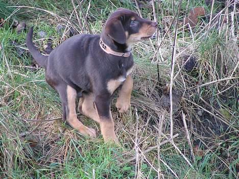 Blanding af racer Bailey billede 4