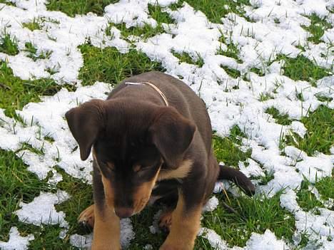 Blanding af racer Bailey - Stener lige i haven billede 5