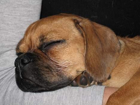 Blanding af racer Charlie billede 4