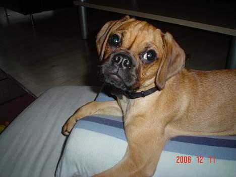 Blanding af racer Charlie billede 5