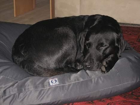 Labrador retriever Carlo - slaaaafe billede 1