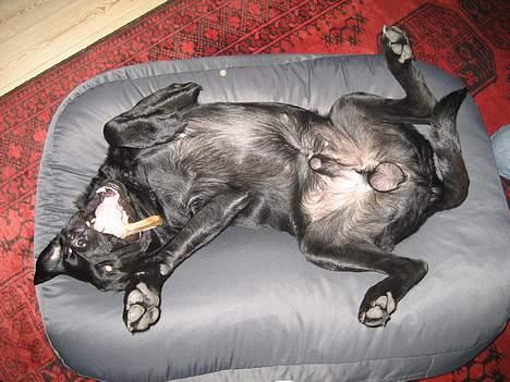 Labrador retriever Carlo billede 2