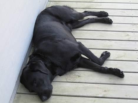 Labrador retriever Carlo billede 3
