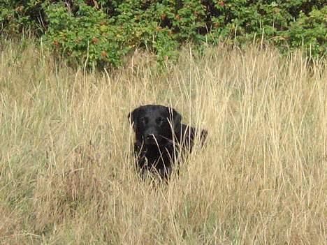 Labrador retriever Carlo billede 4
