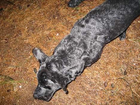 Labrador retriever Carlo - ryste ryste ryste uff vandet skal af billede 5