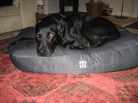 Labrador retriever Carlo billede 6