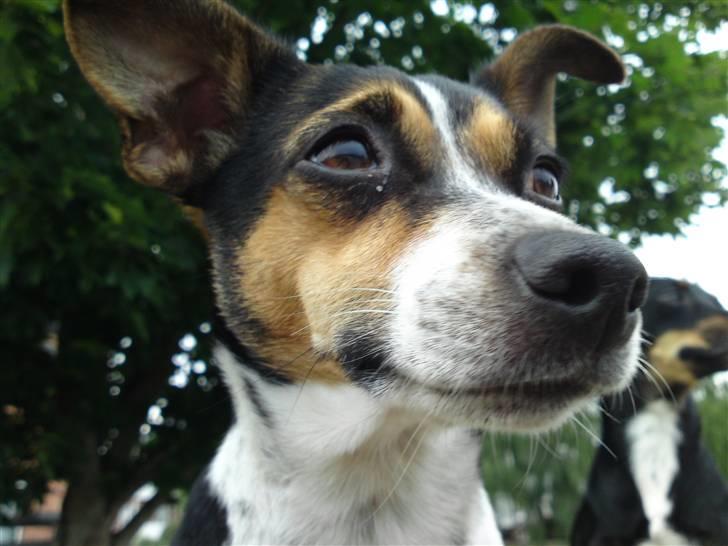 Dansk svensk gaardhund Mini . - Det er et Protræt af miig . ;D billede 14