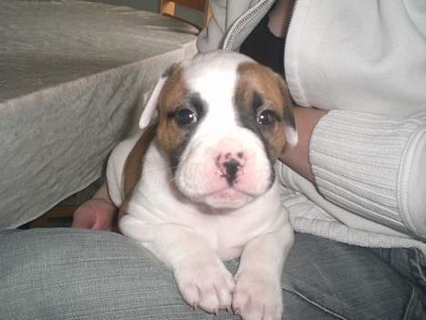 Amerikansk bulldog Cairo (R.I.P) - hygger ved mor.. en måned gammel billede 1