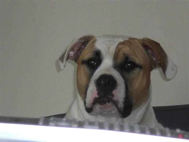 Amerikansk bulldog Cairo (R.I.P) - Ligger lige og er lidt fornærmet... billede 2