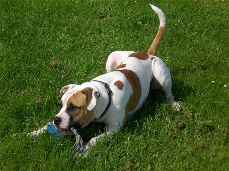 Amerikansk bulldog Cairo (R.I.P) - Kom nu og ta den mor.. billede 3