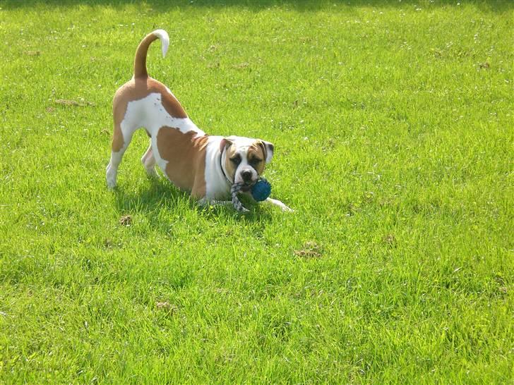 Amerikansk bulldog Cairo (R.I.P) - Ha ha du kan ikke fange mig billede 4