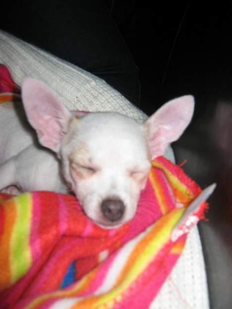 Chihuahua Barbie-Chanel - Zzzzz.... billede 16