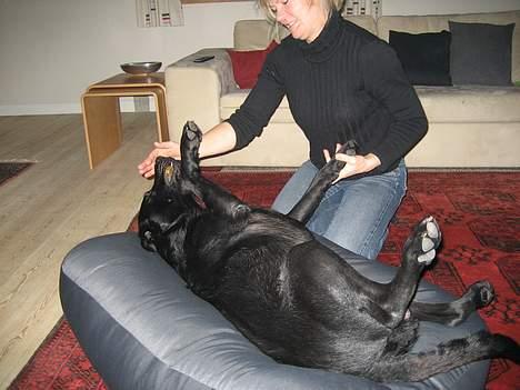 Labrador retriever Carlo billede 7