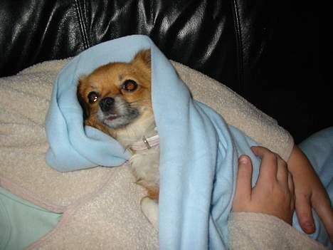 Chihuahua FIE . "RIP". Du er savnet billede 7