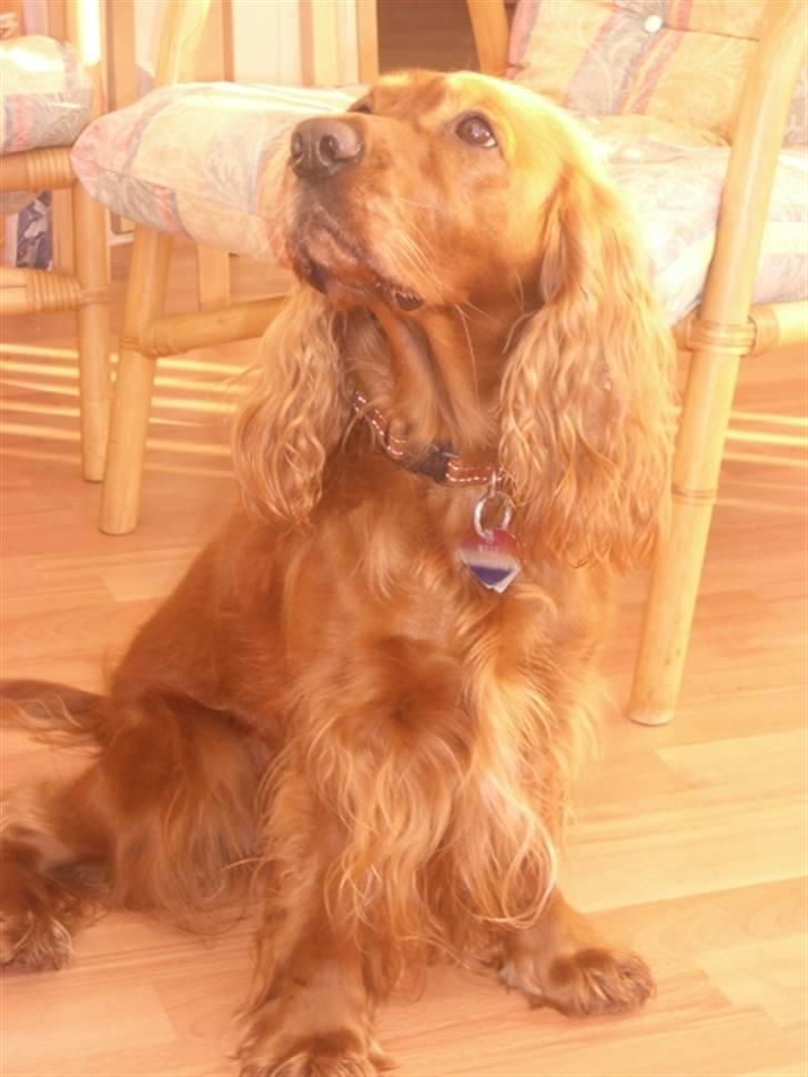 Cocker spaniel Mille  --Himmelhund-- - jeg ligner jo en fotomodel... billede 1