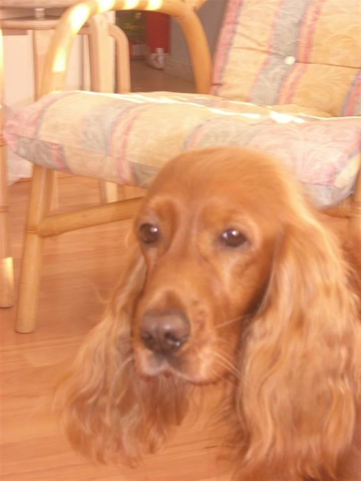 Cocker spaniel Mille  --Himmelhund-- - hvad var det der gik forbi der... ? billede 2