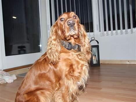 Cocker spaniel Mille  --Himmelhund-- - se hvor fin jeg er ... billede 3