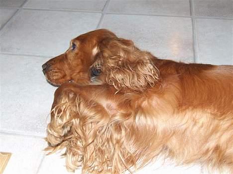 Cocker spaniel Mille  --Himmelhund-- - klø mig lige på maven... billede 5