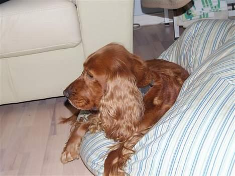 Cocker spaniel Mille  --Himmelhund-- - dejligt og ligge i min sækkestol... billede 6