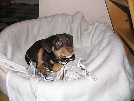 Blanding af racer Bailey billede 6