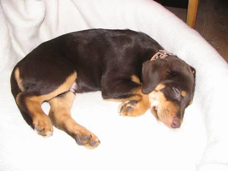 Blanding af racer Bailey billede 7