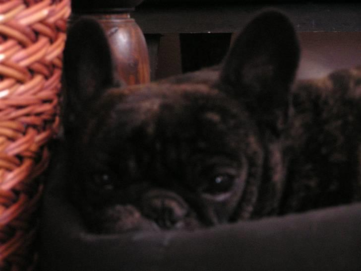 Fransk bulldog Rane Viking R.I.P. <3 billede 6