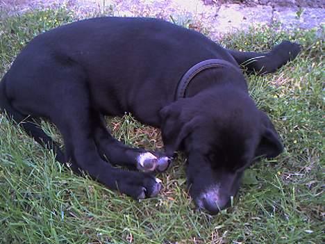 Blanding af racer Maggie billede 14